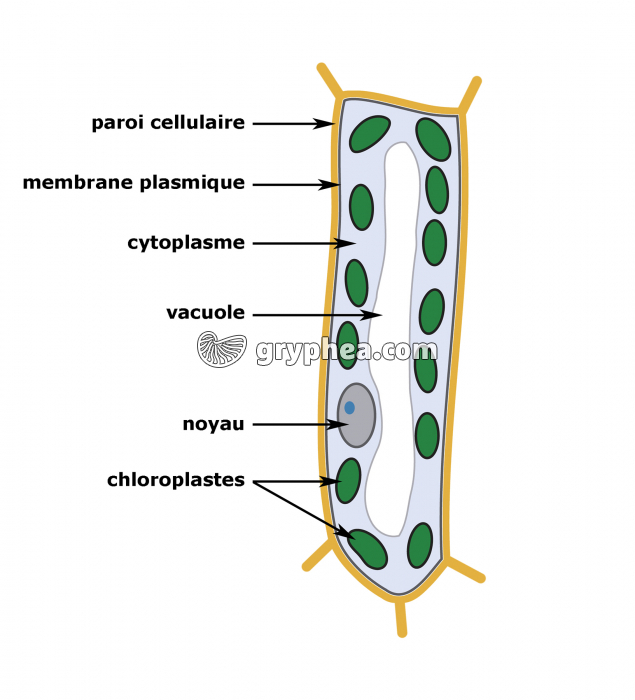 Structure schématique d'une cellule de parenchyme foliaire - gryphea.org
